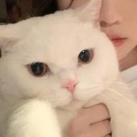 灰洋样头像