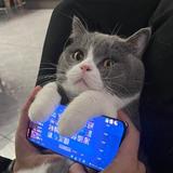 Mr波比猫头像