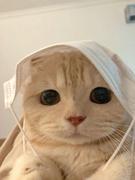 清宁修瑾的个人资料头像