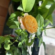 一抹暖阳的个人资料头像