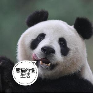 熊猫的慢生活头像