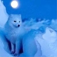 雪狐看世界头像