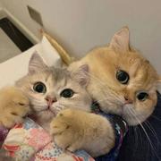 Eudemenia的个人资料头像