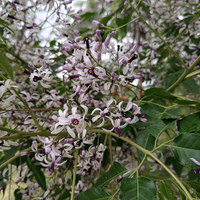 一峰桑乐厨房电器头像