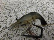 菜吉吉的个人资料头像