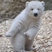 米酒汤圆xtan的个人资料头像