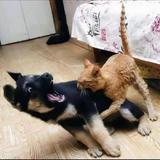 老母猪来了66头像