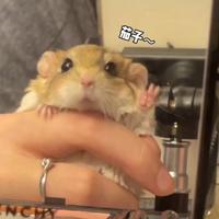 正义凛然猫头像