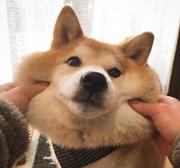 拉不拉拉的个人资料头像