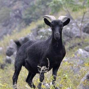 专业努比亚黑山羊养殖头像