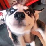阿凯头像
