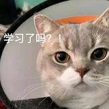 淡泊的宇宙sCP头像