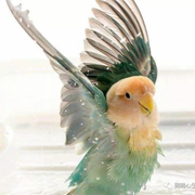 花月清明的个人资料头像