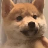 枫声5Z3C头像