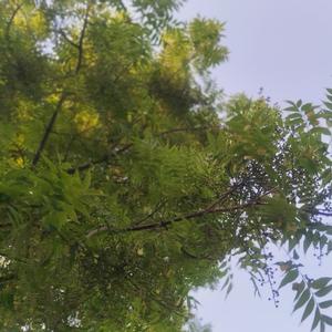 点苍云山来头像