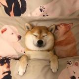 琲鸢杰哥头像
