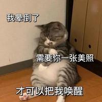 开车小达人头像