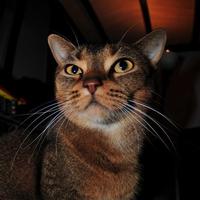 筷子要疯啊头像