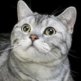 大平原的林子头像