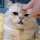 猫崽143头像