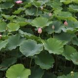 用户6643568549447头像