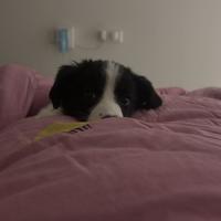 煤球大王哥头像