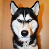 梦幻哈士基头像