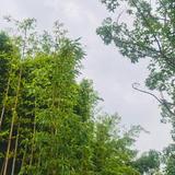v听风在说头像