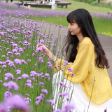 wysxjycg头像
