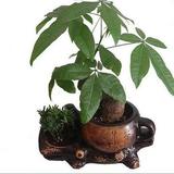 小白6078563758195头像