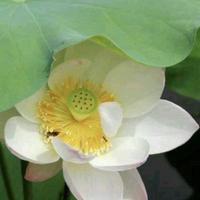 自在生活家5sI头像