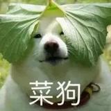 淡泊才思敏捷辰星vD头像