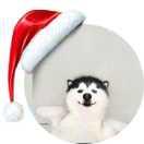 超级大土豆的个人资料头像