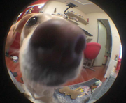 我有一个小球球的个人资料头像