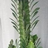 海阔天空头像