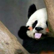 bobolele8的个人资料头像