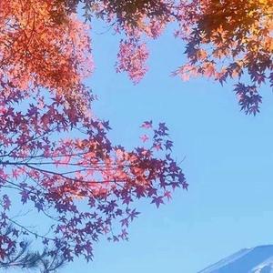 灵森宙的鹿Flfs头像