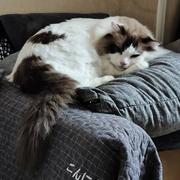 KaiSonng的个人资料头像