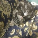 航航哥哥草头像