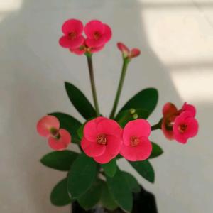 热血青年卡罗尔8F头像