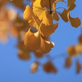 自在临江1y头像