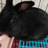 会游泳的煤球头像