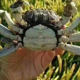 as老杨头像