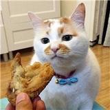 想吃怕胖呀头像