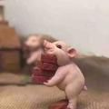 知恩报恩fxk头像