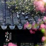 随风zong头像