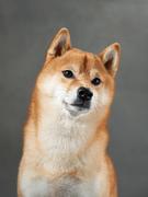 ChenSino的个人资料头像