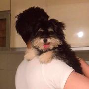 新一阿的个人资料头像