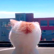 蓝盒子的个人资料头像