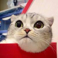 猫咪没有了鱼659头像